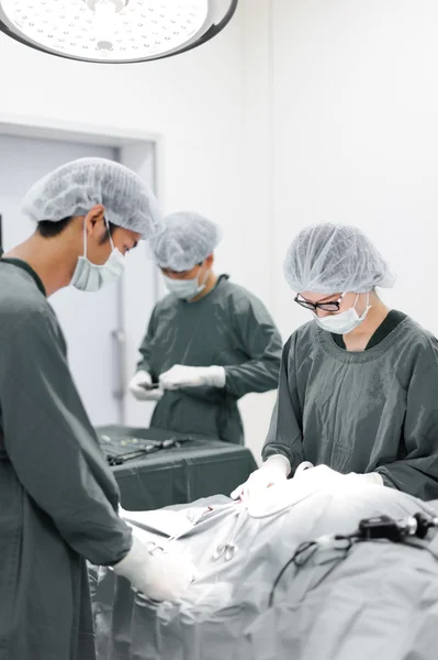 Ветеринарные хирурги в операционной — стоковое фото