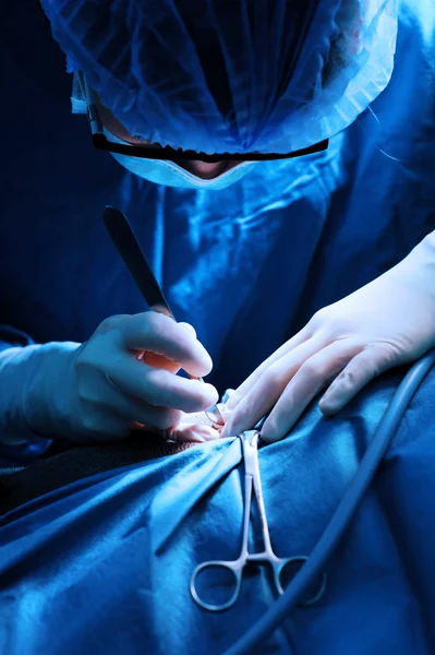 Veterinarian surgeons in operation room — Stock Photo, Image