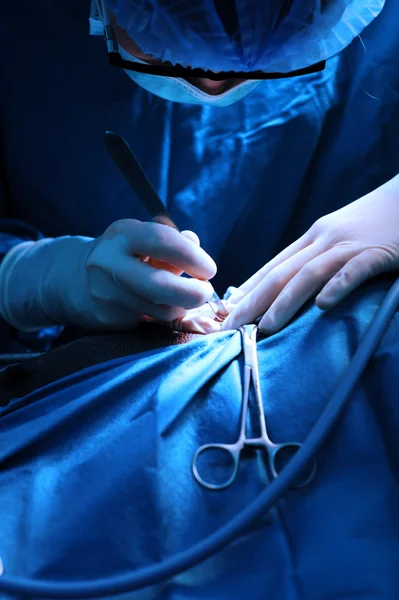 Veterinarian surgeons in operation room — Stock Photo, Image