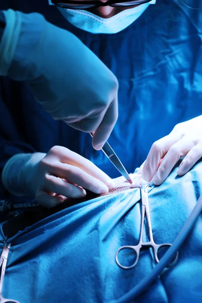Ветеринарна хірургія в операційній — стокове фото