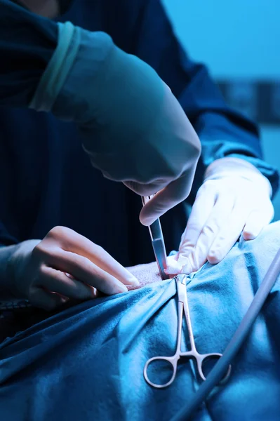 Médico veterinario en quirófano para cirugía laparoscópica — Foto de Stock