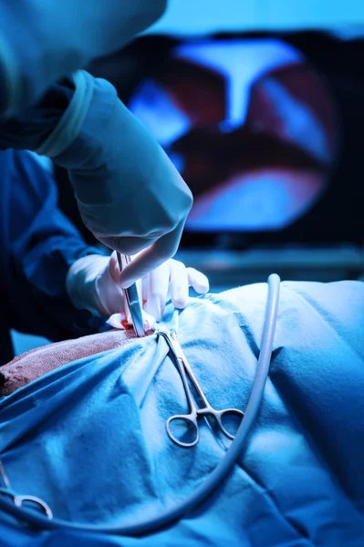 Médico veterinário em sala de operação para cirurgia laparoscópica — Fotografia de Stock