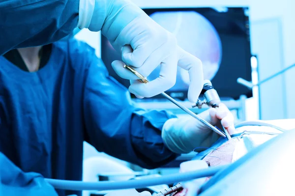 Veterinarian doctor in operation room for laparoscopic surgical — Stock Photo, Image