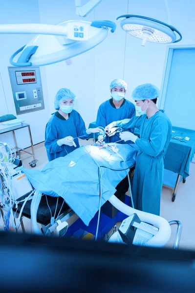 Medico veterinario in sala operatoria per chirurgia laparoscopica — Foto Stock