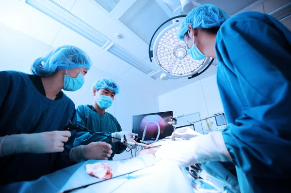 Grupo de médico veterinário na sala de operação para cirurgia laparoscópica — Fotografia de Stock