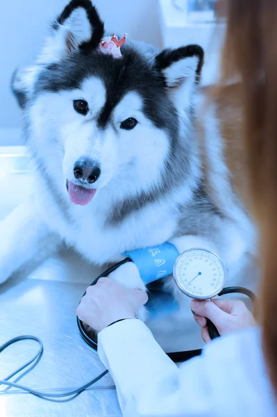 Veterinarian examining cute siberian husky at hospital — Stock Photo, Image