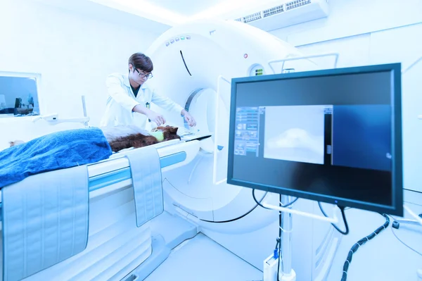 Veterinarian doctor working in MRI scanner room — Stock Photo, Image