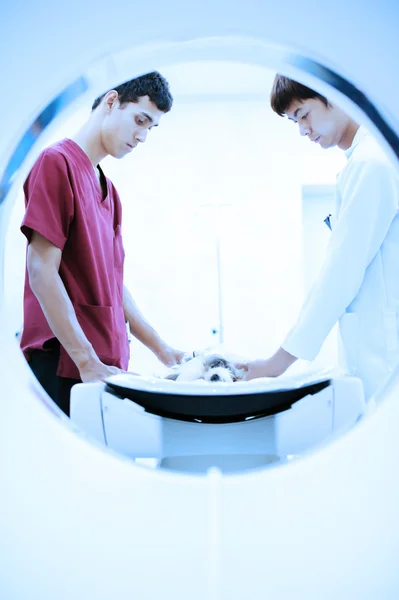 Veterinarian doctor working in MRI scanner room — Stock Photo, Image