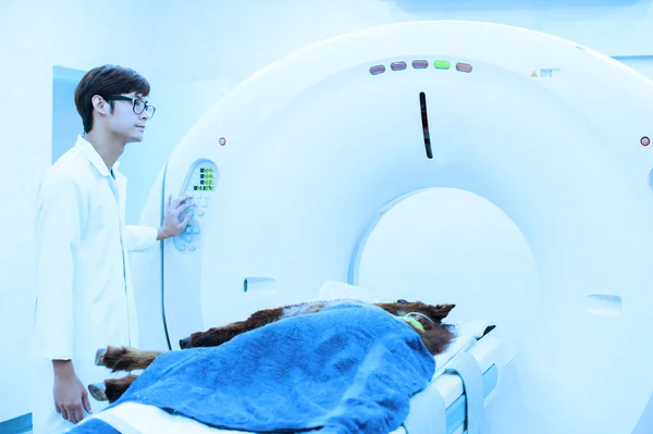 Врач-ветеринар, работающий в комнате МРТ — стоковое фото