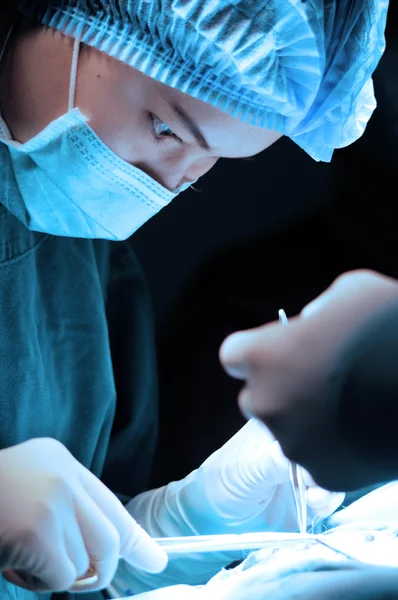 Médico veterinário em sala de operação para cirurgia — Fotografia de Stock