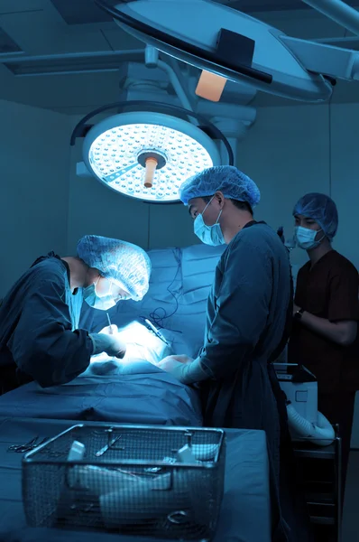 A veterinarian surgeon working in a small operating room with an assistant — Stock Photo, Image