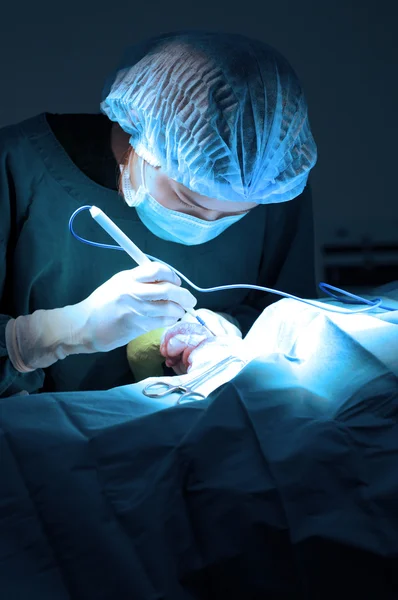 Ветеринарний лікар в операційній кімнаті хірургічного — стокове фото