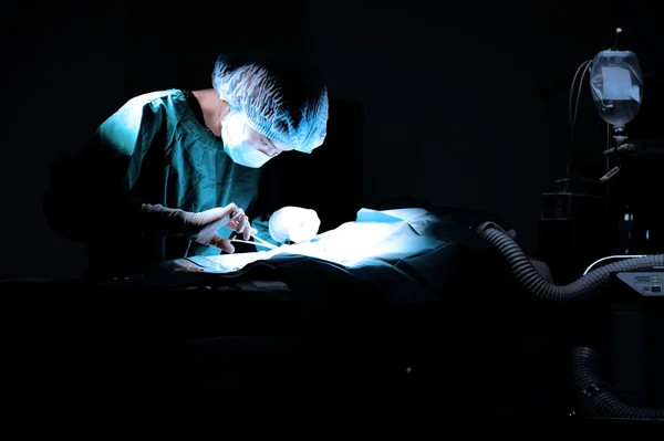 Médecin vétérinaire en salle d'opération pour chirurgie — Photo
