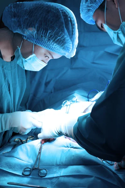 Two veterinarian surgeons in operating room — Stock Photo, Image