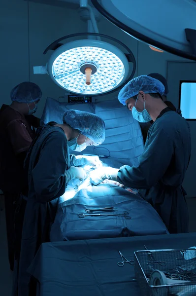 Veteriner cerrah ile asistan küçük bir ameliyat odasında çalışma