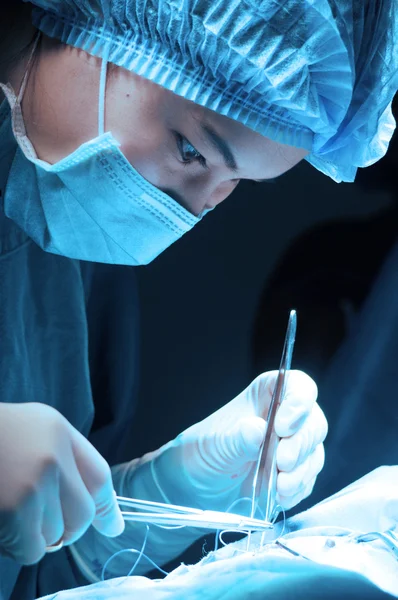 Médico veterinário em sala de operação para cirurgia — Fotografia de Stock