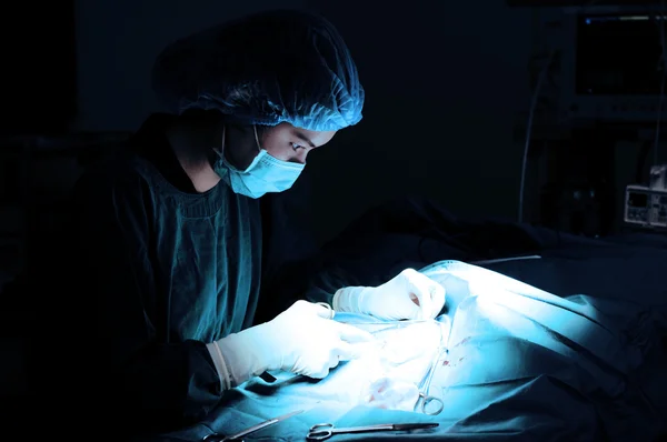 Medico veterinario in sala operatoria per interventi chirurgici — Foto Stock