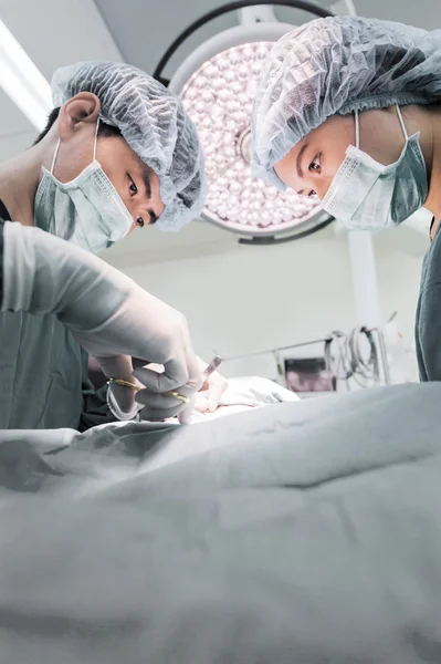 Dois cirurgiões veterinários na sala de operações — Fotografia de Stock