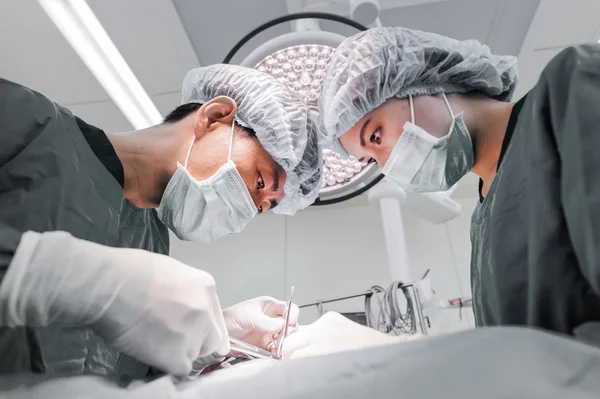 Twee dierenartsen in de operatiekamer — Stockfoto