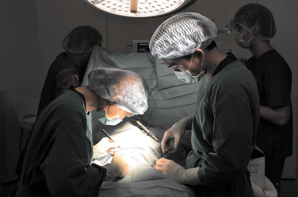 Um veterinário que trabalha em uma pequena sala de cirurgia com um assistente — Fotografia de Stock