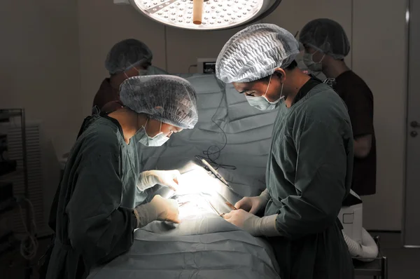 Weterynarz chirurg pracuje w małej sali operacyjnej wraz z asystentem — Zdjęcie stockowe