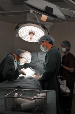 Veteriner cerrah ile asistan küçük bir ameliyat odasında çalışma
