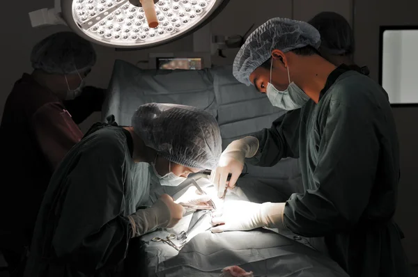 Um veterinário que trabalha em uma pequena sala de cirurgia com um assistente — Fotografia de Stock