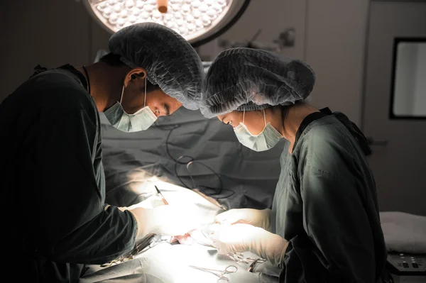 Deux vétérinaires en salle d'opération — Photo