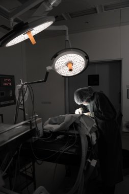 Veteriner Doktor için operasyon odasında cerrahi