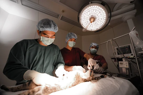 Um veterinário que trabalha em uma pequena sala de cirurgia com um assistente — Fotografia de Stock