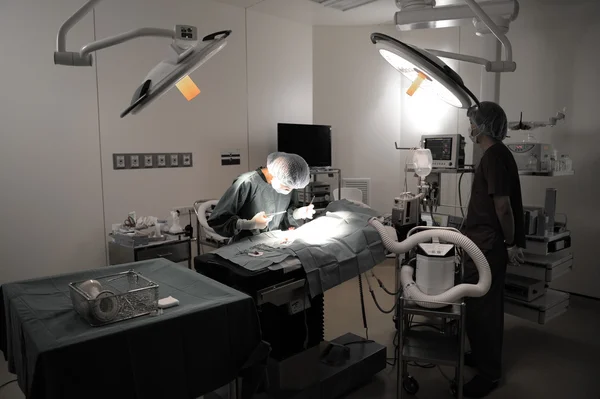 兽医医生在手术室的外科手术 — 图库照片