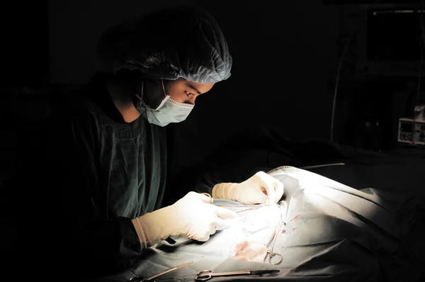 Dierenarts doctor in de operatie kamer voor chirurgische — Stockfoto