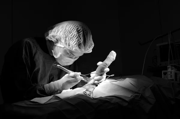 Médico veterinário em sala de operação para cirurgia — Fotografia de Stock