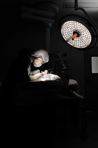 Médico veterinário em sala de operação para cirurgia — Fotografia de Stock