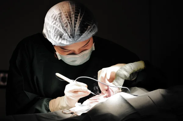 Médico veterinario en quirófano para cirugía — Foto de Stock