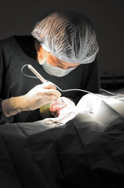 Médico veterinário em sala de operação para cirurgia — Fotografia de Stock