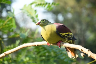 Ağaçtaki güzel kuş