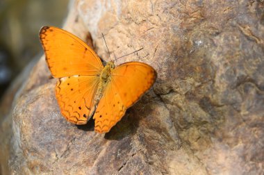 Katta turuncu büyük yeoman kelebek