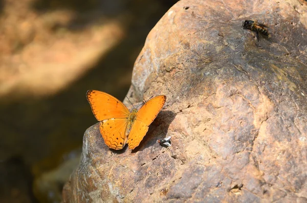 Laranja Grande yeoman borboleta no chão — Fotografia de Stock