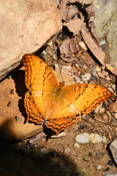 Laranja Grande yeoman borboleta no chão — Fotografia de Stock