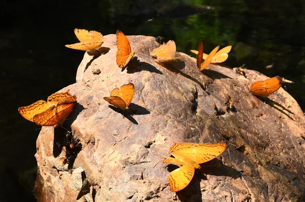 Laranja Grande yeoman borboleta no chão — Fotografia de Stock