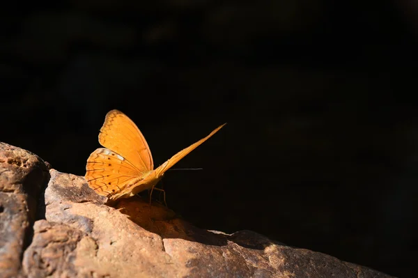 Naranja gran mariposa yeoman en el suelo —  Fotos de Stock