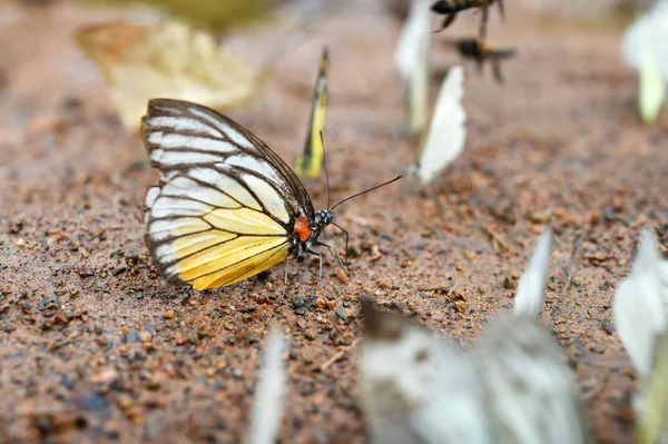Mariposa en el suelo —  Fotos de Stock
