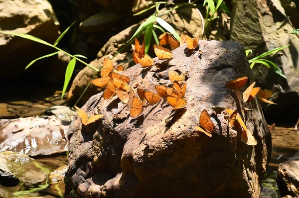 Naranja gran mariposa yeoman en el suelo —  Fotos de Stock