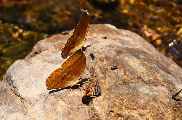 Pomarańczowe duże szlachetka motyl na podłodze — Zdjęcie stockowe