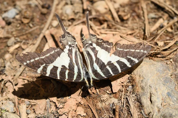 Ein Zebraschwalbenschwanz-Schmetterling am Boden — Stockfoto
