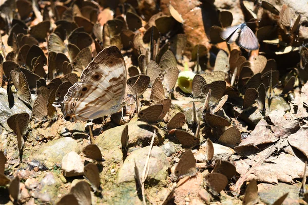 Borboleta no chão — Fotografia de Stock