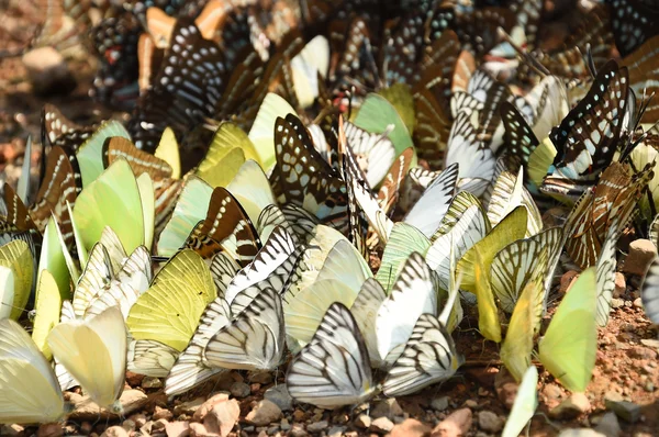 Mariposa en el suelo —  Fotos de Stock