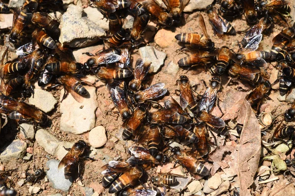 Bees on the ground — Stock Photo, Image