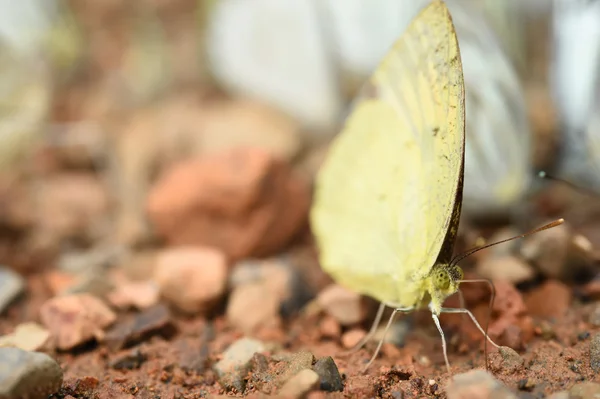 Borboleta no chão — Fotografia de Stock